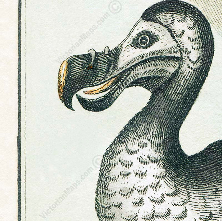 Dodo Dronte Raphus cucullatus – an engraved hand-coloured print by Comte de Buffon, 1775 art print poster canvas gift