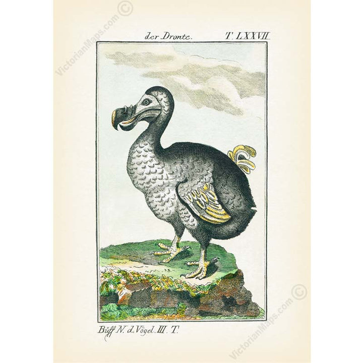 Dodo Dronte Raphus cucullatus – an engraved hand-coloured print by Comte de Buffon, 1775 art print poster canvas gift