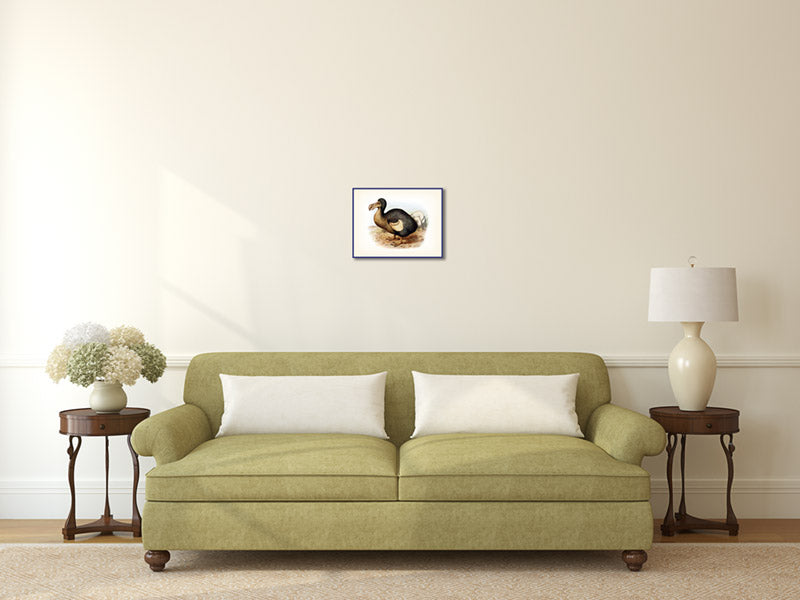 Dodo extinct bird Dronte Raphus cucullatus - a print by F. W. Frohawk, 1905 art poster canvas gift
