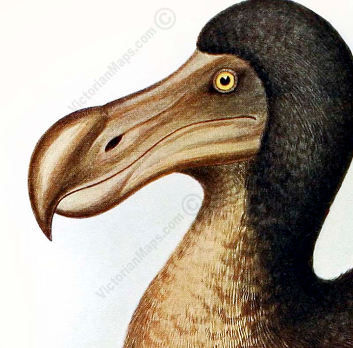 Dodo extinct bird Dronte Raphus cucullatus - a print by F. W. Frohawk, 1905 art poster canvas gift