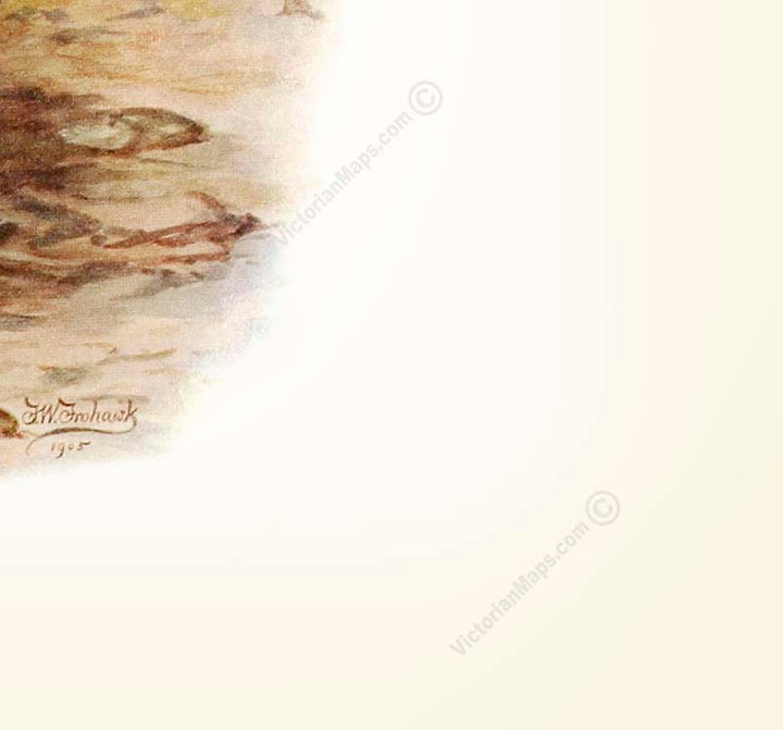 Dodo extinct bird Dronte Raphus cucullatus - a print by F. W. Frohawk, 1905 art poster canvas gift