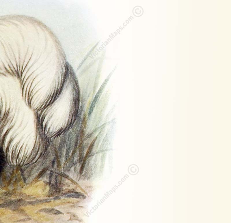 Dodo extinct bird Dronte Raphus cucullatus - a print by F. W. Frohawk, 1905 art poster canvas gift