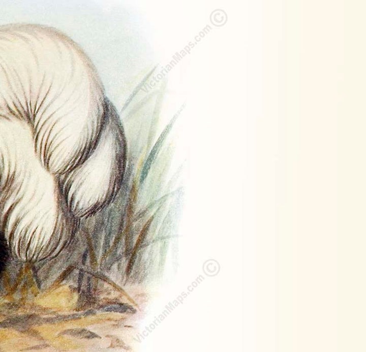 Dodo extinct bird Dronte Raphus cucullatus - a print by F. W. Frohawk, 1905 art poster canvas gift