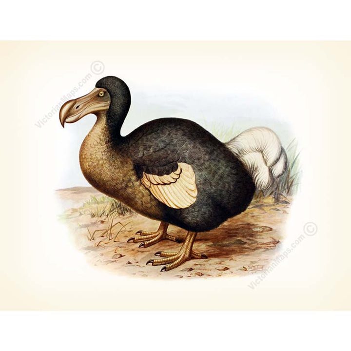 Dodo extinct bird Dronte Raphus cucullatus - a print by F. W. Frohawk, 1905 art poster canvas gift