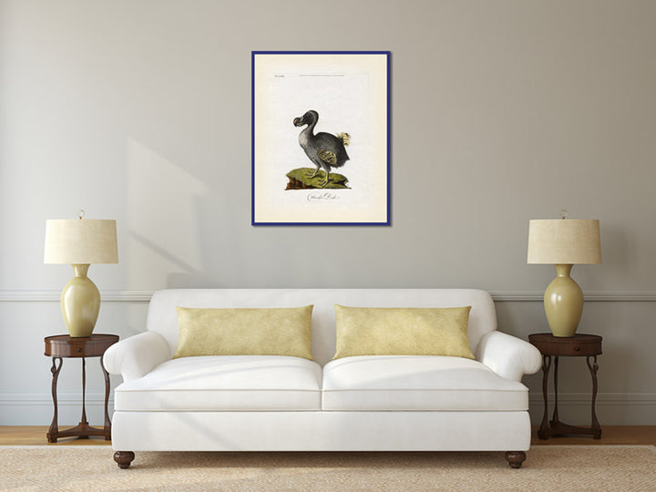 Dodo bird Dronte Raphus cucullatus - an engraved and hand-coloured print by John Latham, 1781 art poster canvas gift