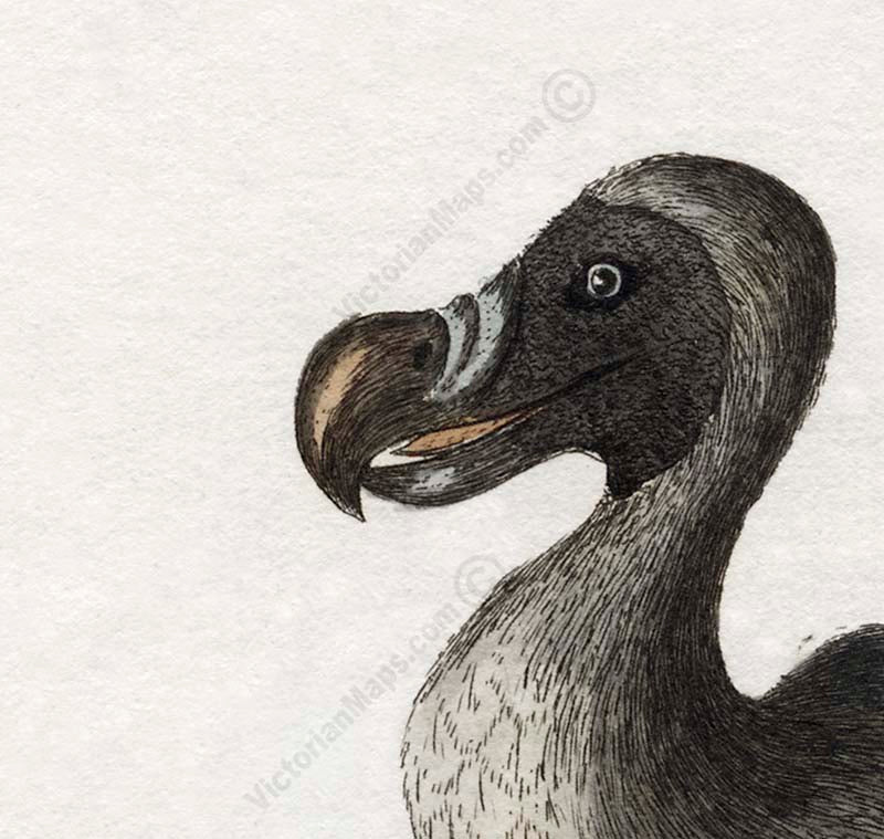 Dodo bird Dronte Raphus cucullatus - an engraved and hand-coloured print by John Latham, 1781 art poster canvas gift
