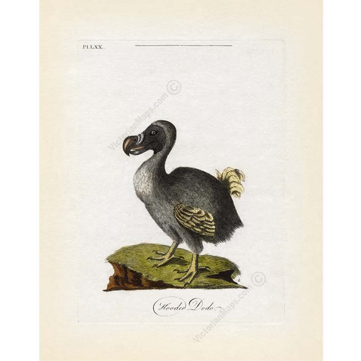 Dodo bird Dronte Raphus cucullatus - an engraved and hand-coloured print by John Latham, 1781 art poster canvas gift