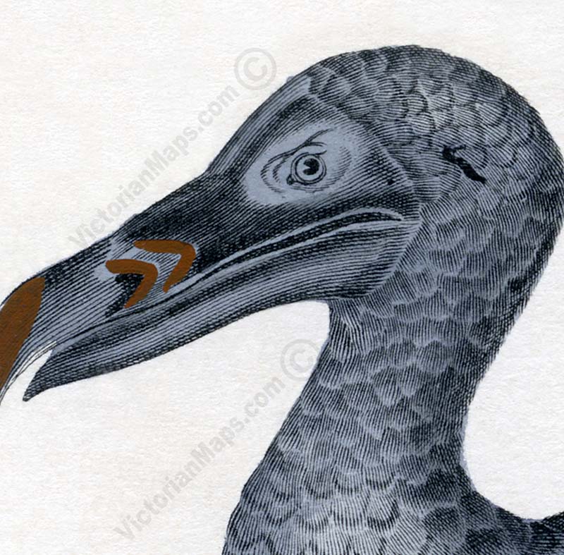 Dodo Dronte Raphus cucullatus - an engraved hand-coloured print by Lorenz Oken, 1843 art poster canvas gift