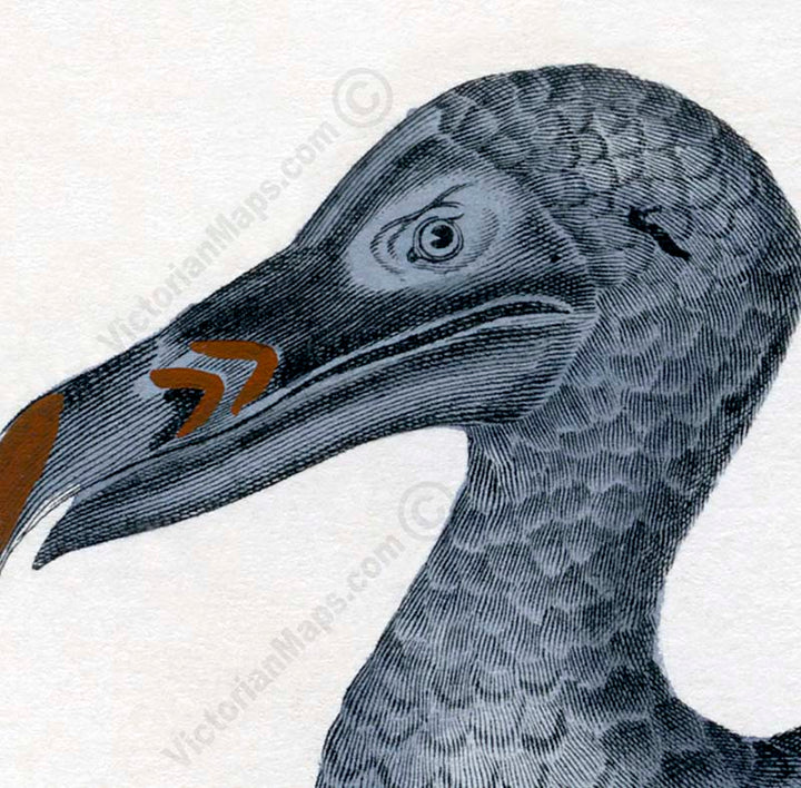 Dodo Dronte Raphus cucullatus - an engraved hand-coloured print by Lorenz Oken, 1843 art poster canvas gift
