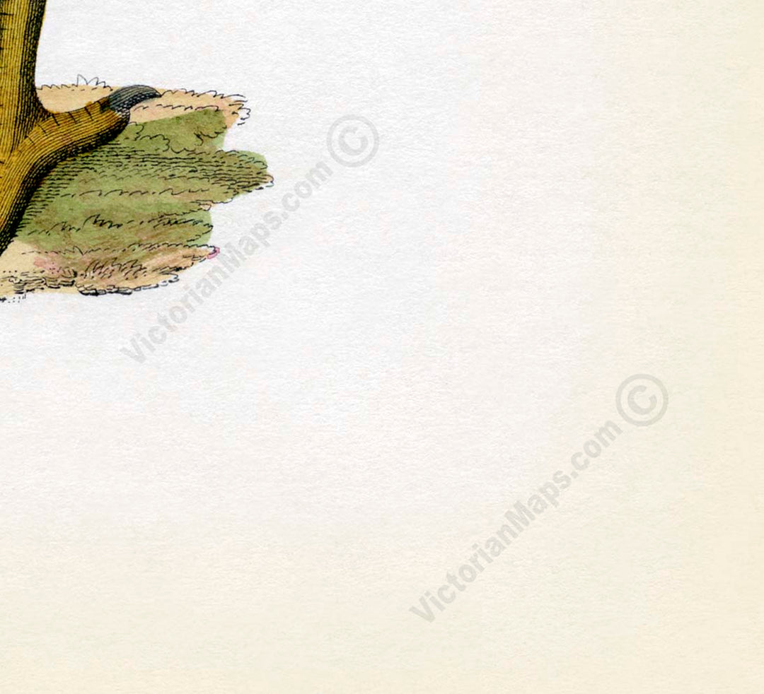 Dodo Dronte Raphus cucullatus - an engraved hand-coloured print by Lorenz Oken, 1843 art poster canvas gift