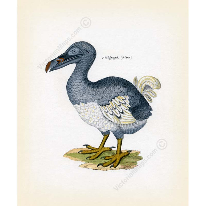 Dodo Dronte Raphus cucullatus - an engraved hand-coloured print by Lorenz Oken, 1843 art poster canvas gift