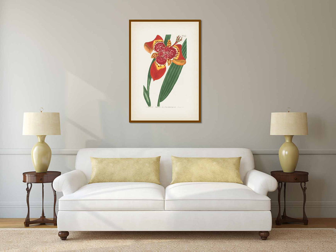 Ferraria Tigridia Mexican Ferraria Tiger flower Tigridia pavonia, engraved and hand-coloured plate from Curtis's Botanical Magazine, 1801 art print poster canvas gift