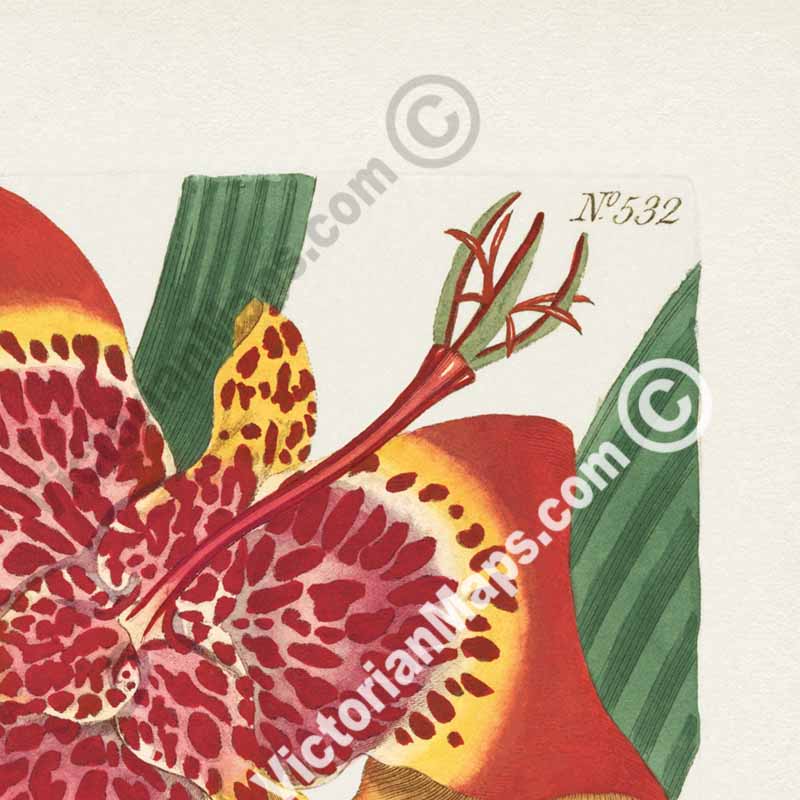 Ferraria Tigridia Mexican Ferraria Tiger flower Tigridia pavonia, engraved and hand-coloured plate from Curtis's Botanical Magazine, 1801 art print poster canvas gift