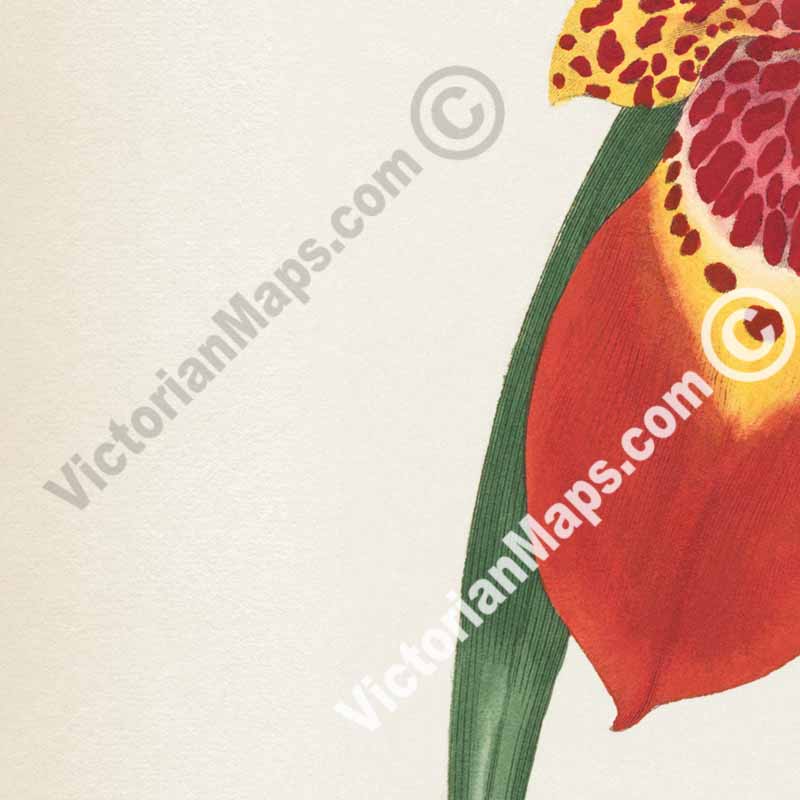 Ferraria Tigridia Mexican Ferraria Tiger flower Tigridia pavonia, engraved and hand-coloured plate from Curtis's Botanical Magazine, 1801 art print poster canvas gift