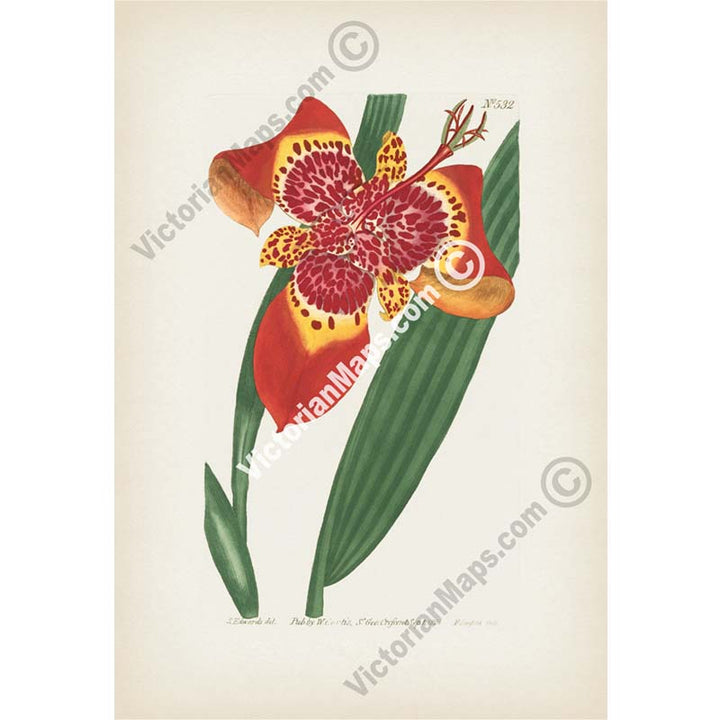 Ferraria Tigridia Mexican Ferraria Tiger flower Tigridia pavonia, engraved and hand-coloured plate from Curtis's Botanical Magazine, 1801 art print poster canvas gift