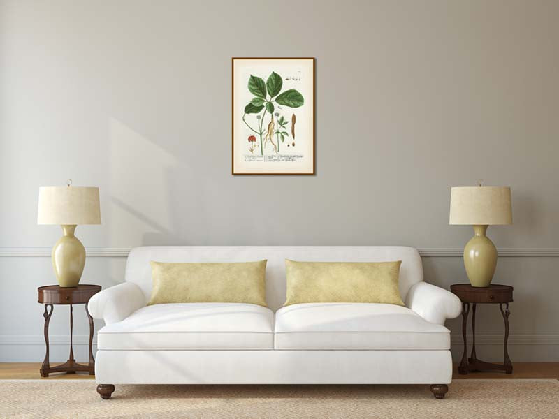 Ginseng flowering plant Ginseng Sinensium Panax sp. , botanical print by Elizabeth Blackwell, A Curious Herbal, 1737 art print poster canvas gift