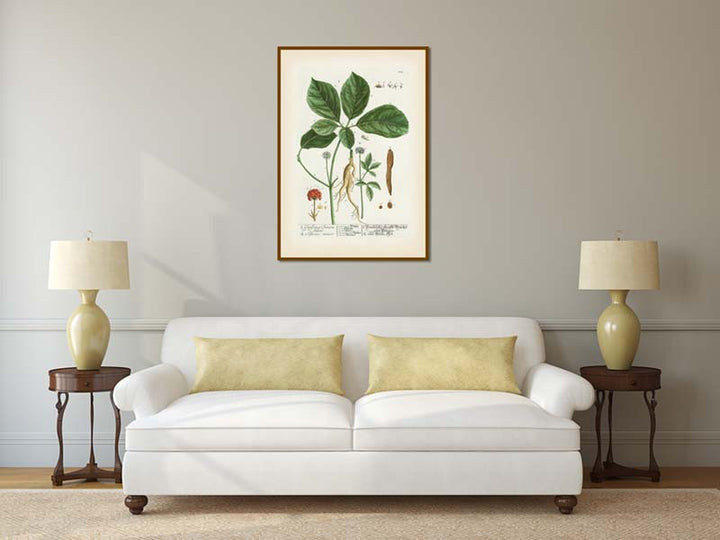 Ginseng flowering plant Ginseng Sinensium Panax sp. , botanical print by Elizabeth Blackwell, A Curious Herbal, 1737 art print poster canvas gift
