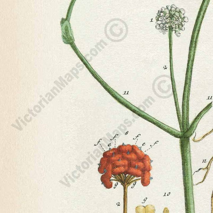 Ginseng flowering plant Ginseng Sinensium Panax sp. , botanical print by Elizabeth Blackwell, A Curious Herbal, 1737 art print poster canvas gift