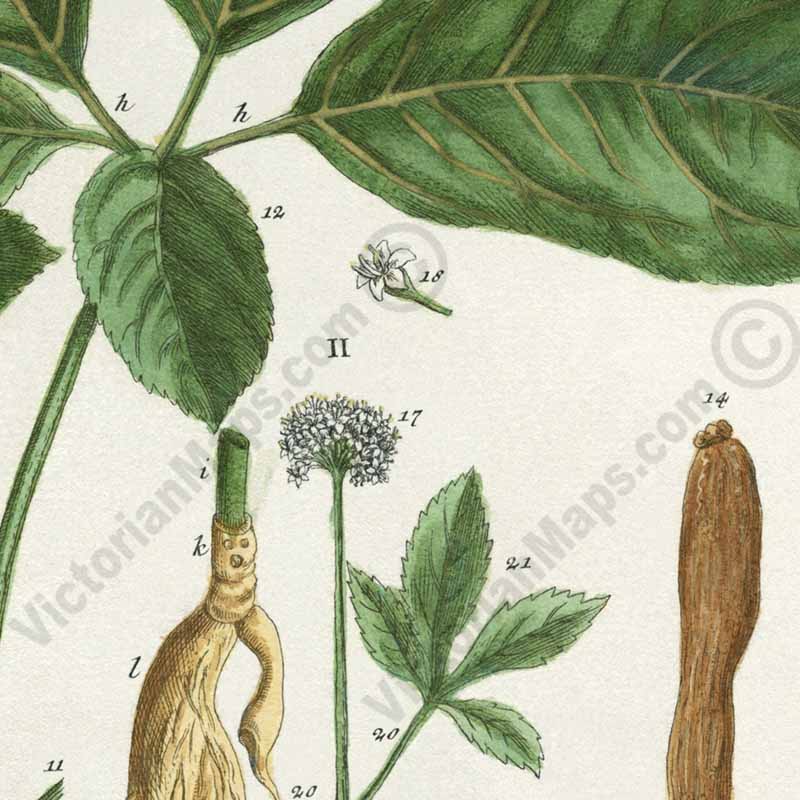 Ginseng flowering plant Ginseng Sinensium Panax sp. , botanical print by Elizabeth Blackwell, A Curious Herbal, 1737 art print poster canvas gift