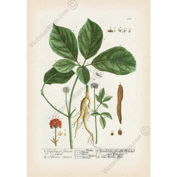Ginseng flowering plant Ginseng Sinensium Panax sp. , botanical print by Elizabeth Blackwell, A Curious Herbal, 1737 art print poster canvas gift