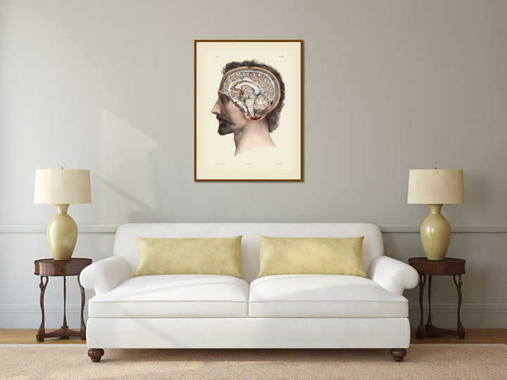 Cross-section of the head showing brain and cerebellum - anatomy print by J.M. Bourgery, 1854 art print poster canvas gift