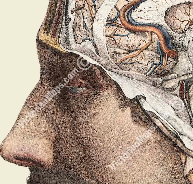 Cross-section of the head showing brain and cerebellum - anatomy print by J.M. Bourgery, 1854 art print poster canvas gift