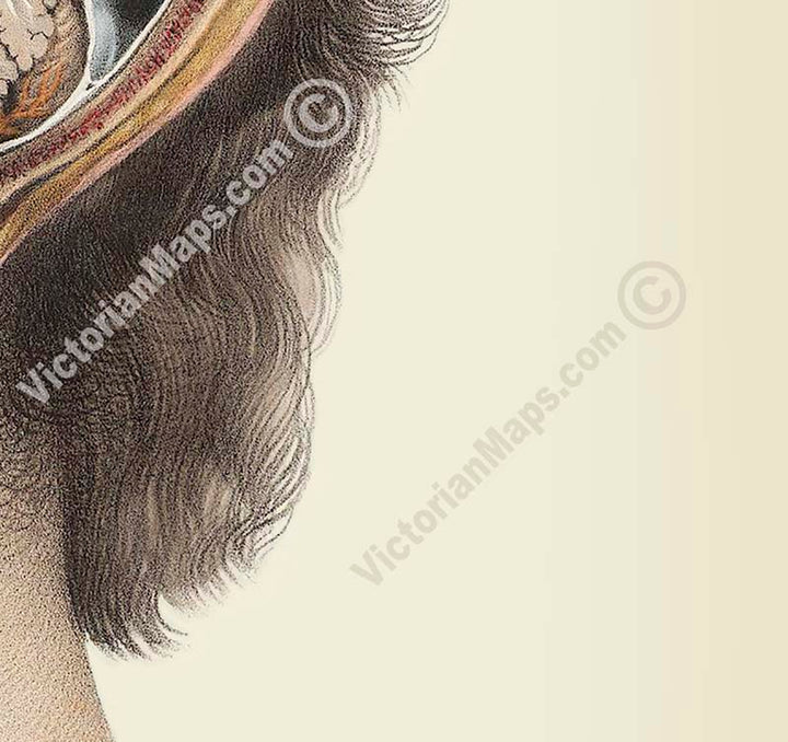 Cross-section of the head showing brain and cerebellum - anatomy print by J.M. Bourgery, 1854 art print poster canvas gift