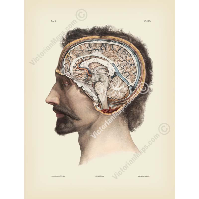 Cross-section of the head showing brain and cerebellum - anatomy print by J.M. Bourgery, 1854 art print poster canvas gift