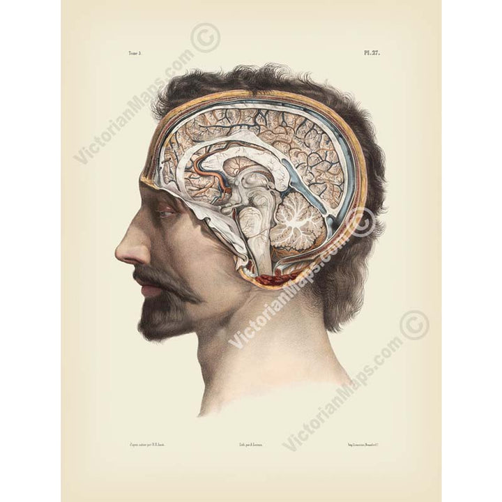 Cross-section of the head showing brain and cerebellum - anatomy print by J.M. Bourgery, 1854 art print poster canvas gift