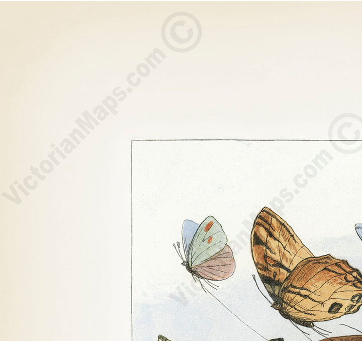 The Fairy Queen takes an airy drive in a carriage drawn by butterflies - a Victorian engraving by R. Doyle, In Fairyland: A series of Pictures from the Elf-World, 1780 art print poster canvas gift