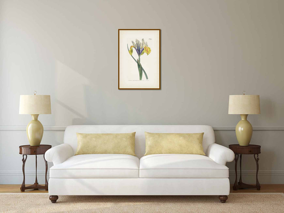 Iris Lusitanica Portuguese Flag Spanish iris Iris xiphium, engraved and hand-coloured plate from Curtis's Botanical Magazine, 1803 art print poster canvas gift