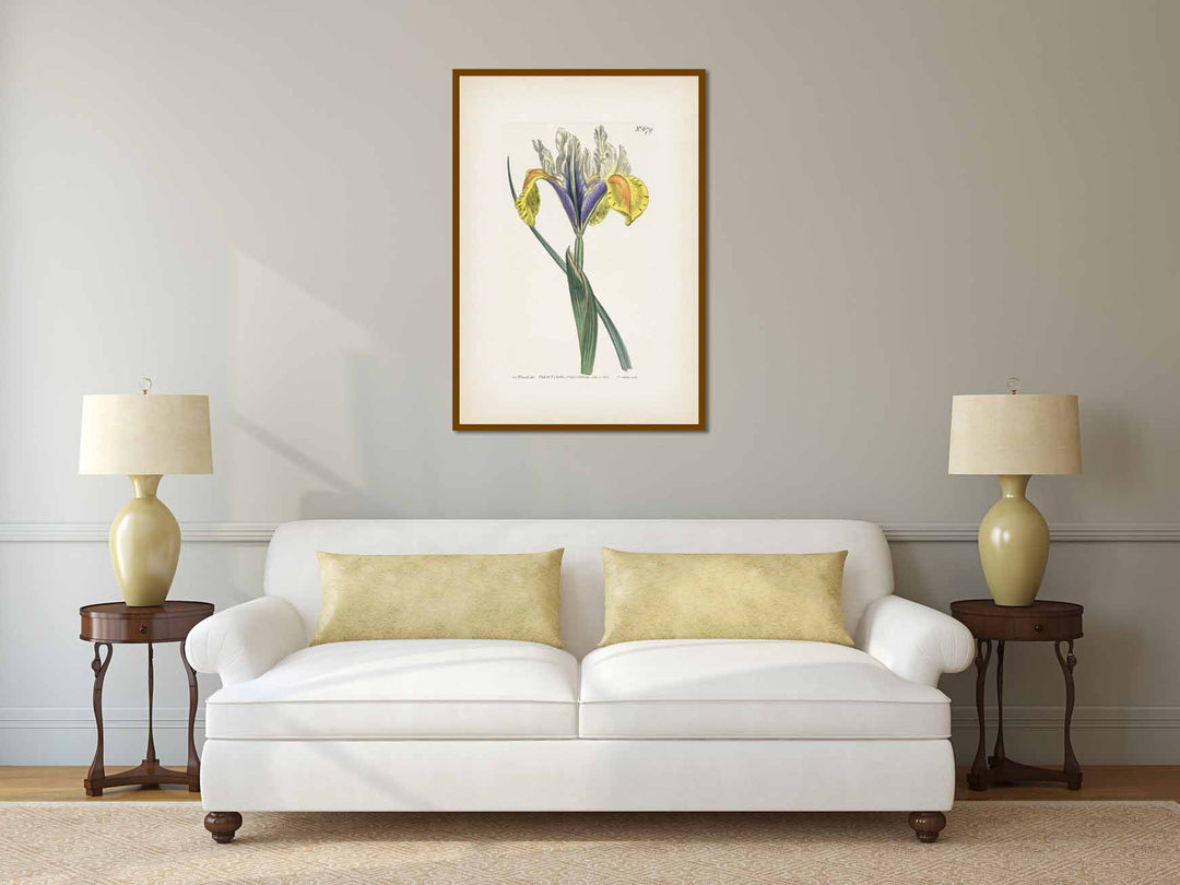 Iris Lusitanica Portuguese Flag Spanish iris Iris xiphium, engraved and hand-coloured plate from Curtis's Botanical Magazine, 1803 art print poster canvas gift