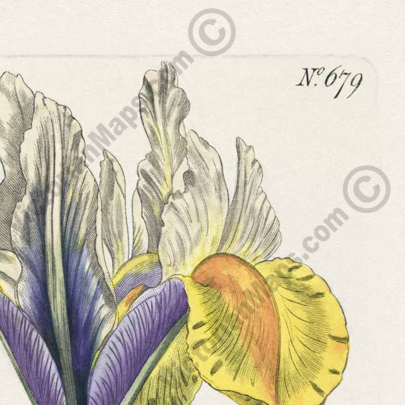 Iris Lusitanica Portuguese Flag Spanish iris Iris xiphium, engraved and hand-coloured plate from Curtis's Botanical Magazine, 1803 art print poster canvas gift