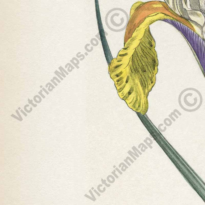 Iris Lusitanica Portuguese Flag Spanish iris Iris xiphium, engraved and hand-coloured plate from Curtis's Botanical Magazine, 1803 art print poster canvas gift