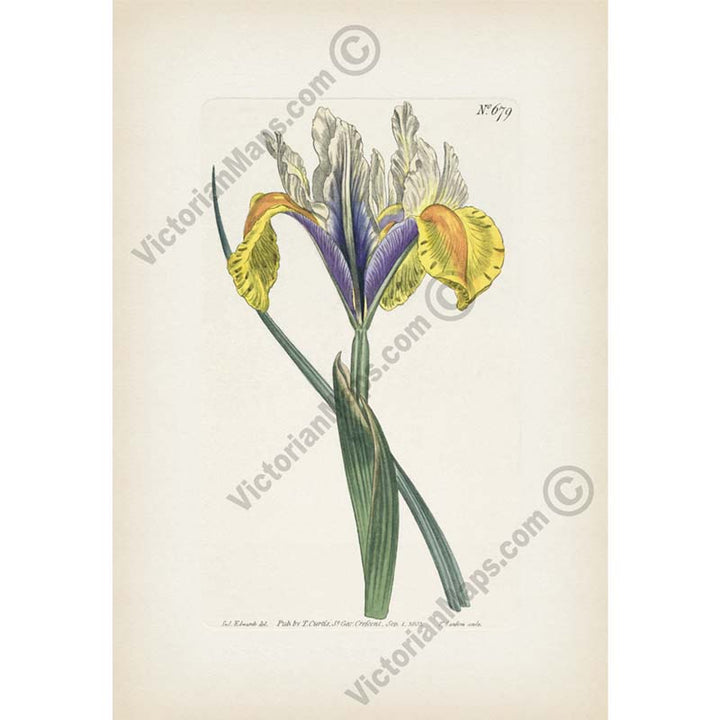 Iris Lusitanica Portuguese Flag Spanish iris Iris xiphium, engraved and hand-coloured plate from Curtis's Botanical Magazine, 1803 art print poster canvas gift