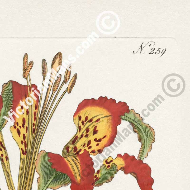 Catesby's Lily Lilium Catesbaei Pine Lily Leopard Lily Tiger Lily Southern-Red Lily, engraved and hand-coloured plate from Curtis's Botanical Magazine, 1794 art print poster canvas gift
