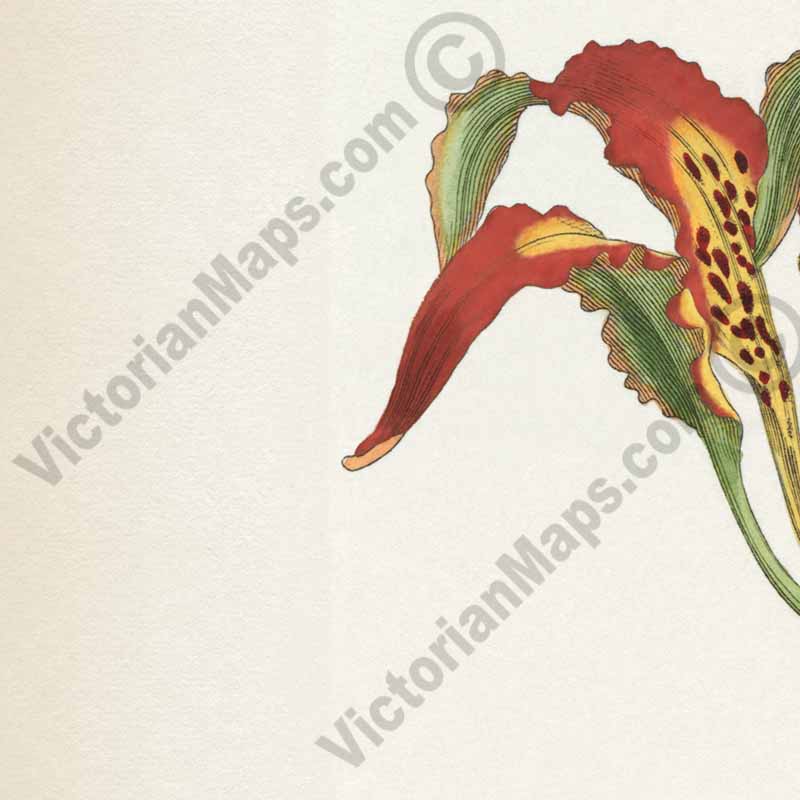 Catesby's Lily Lilium Catesbaei Pine Lily Leopard Lily Tiger Lily Southern-Red Lily, engraved and hand-coloured plate from Curtis's Botanical Magazine, 1794 art print poster canvas gift