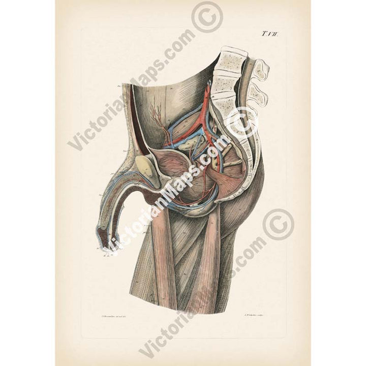 Human body section showing anatomy of male reproductive organs, penis, phallus - anatomy print by J.C. Rosenmuller, 1807 art poster canvas gift