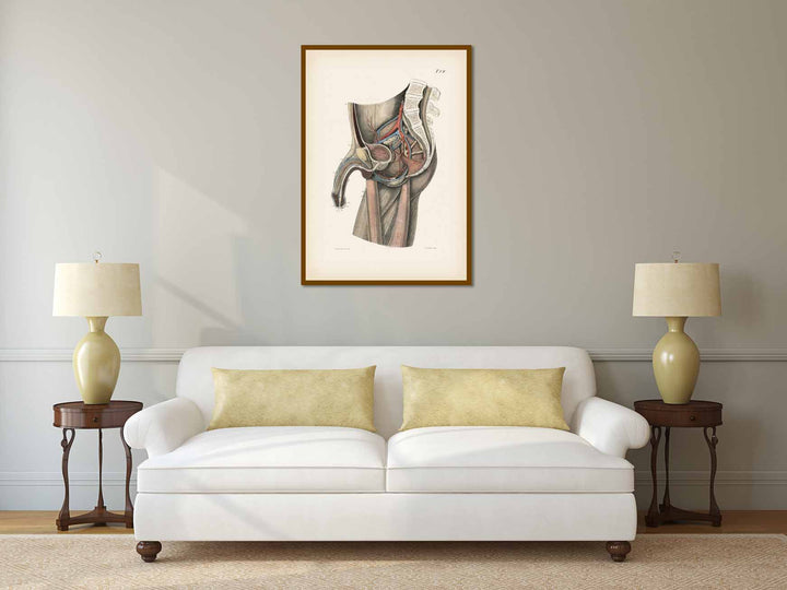 Human body section showing anatomy of male reproductive organs, penis, phallus - anatomy print by J.C. Rosenmuller, 1807 art poster canvas gift