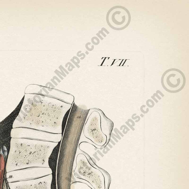 Human body section showing anatomy of male reproductive organs, penis, phallus - anatomy print by J.C. Rosenmuller, 1807 art poster canvas gift