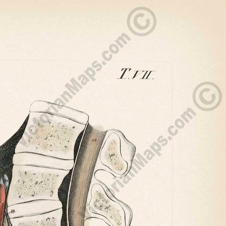 Human body section showing anatomy of male reproductive organs, penis, phallus - anatomy print by J.C. Rosenmuller, 1807 art poster canvas gift