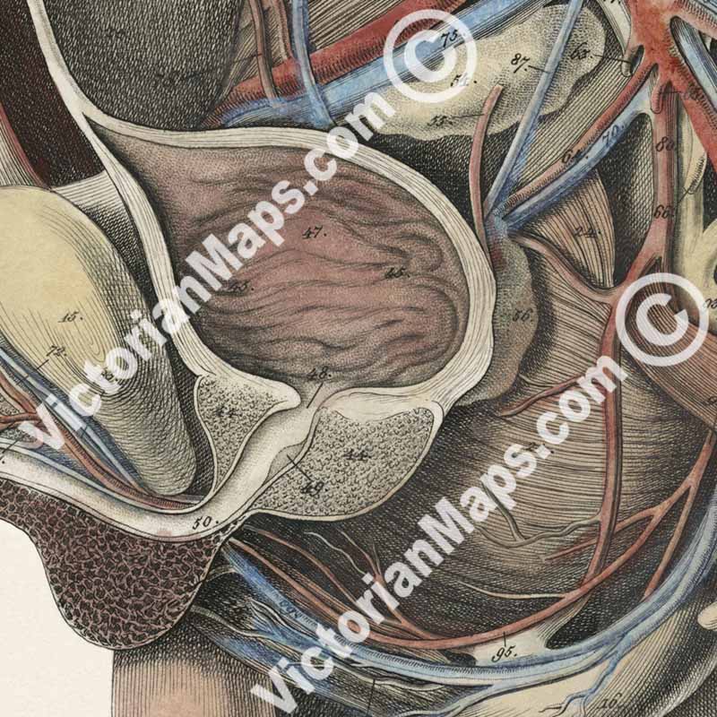 Human body section showing anatomy of male reproductive organs, penis, phallus - anatomy print by J.C. Rosenmuller, 1807 art poster canvas gift