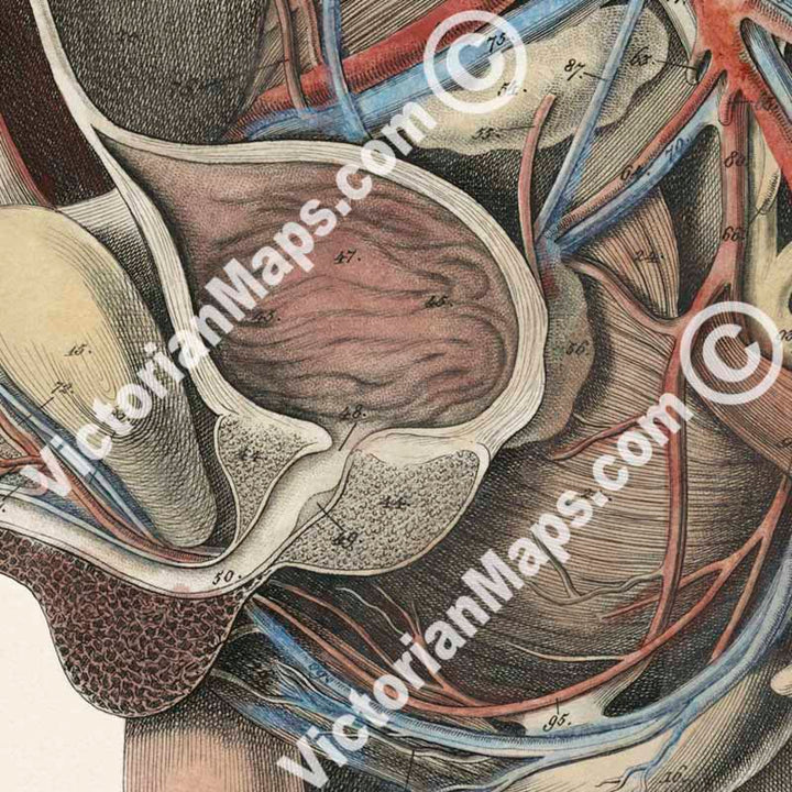 Human body section showing anatomy of male reproductive organs, penis, phallus - anatomy print by J.C. Rosenmuller, 1807 art poster canvas gift