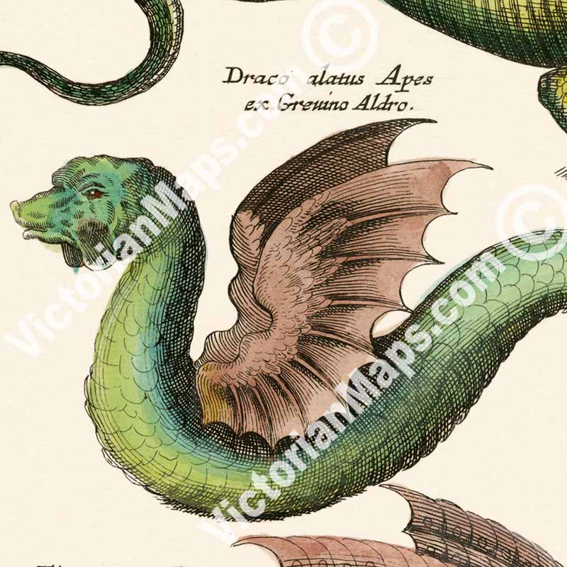 Species of Dragons - a page from "Historiae naturalis de serpentibus et draconibus"  Merian & Jonston, 1657 (N1)