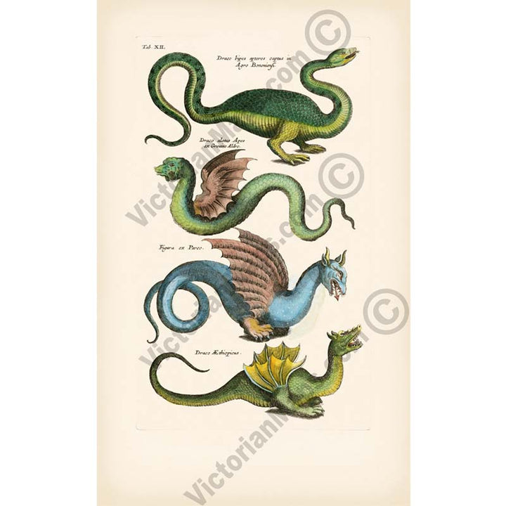 Species of Dragons - a page from "Historiae naturalis de serpentibus et draconibus"  Merian & Jonston, 1657 (N1)