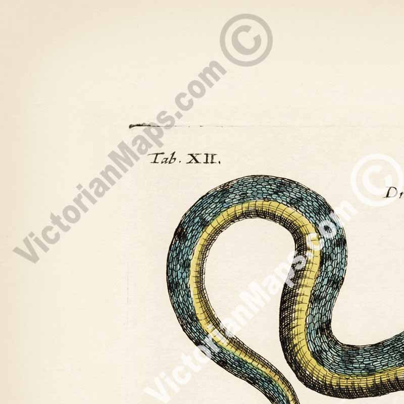 Species of Dragons - a page from "Historiae naturalis de serpentibus et draconibus"  Merian & Jonston, 1657 (N2) art print poster canvas gift