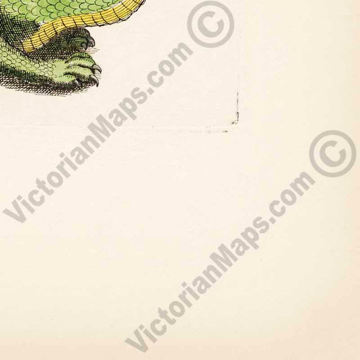 Species of Dragons - a page from "Historiae naturalis de serpentibus et draconibus"  Merian & Jonston, 1657 (N2) art print poster canvas gift