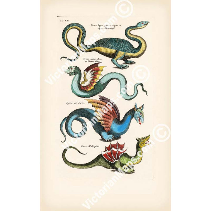 Species of Dragons - a page from "Historiae naturalis de serpentibus et draconibus"  Merian & Jonston, 1657 (N2) art print poster canvas gift