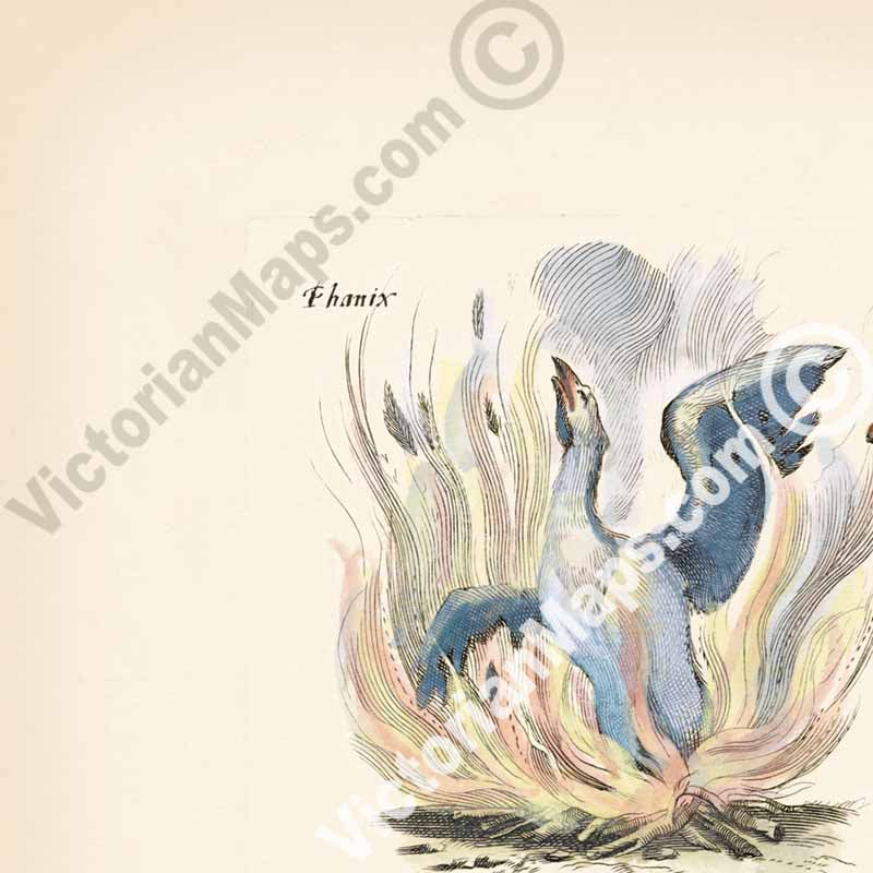 Phoenix, Pelican, Harpy, Griffin - an engraved plate from "Historiae naturalis de serpentibus et draconibus"  Merian & Jonston, 1657 art print poster canvas gift