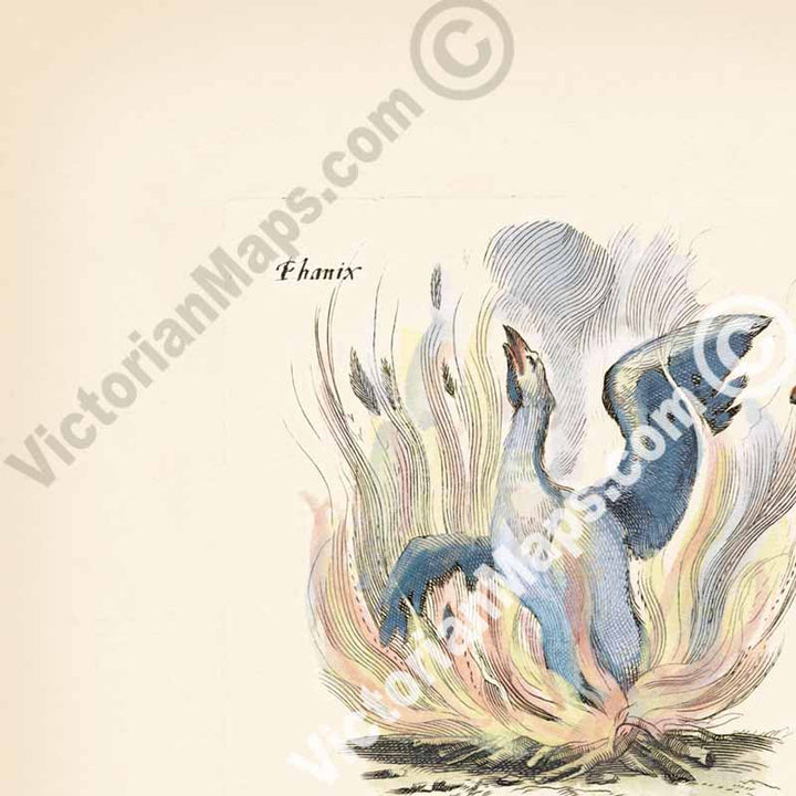 Phoenix, Pelican, Harpy, Griffin - an engraved plate from "Historiae naturalis de serpentibus et draconibus"  Merian & Jonston, 1657 art print poster canvas gift
